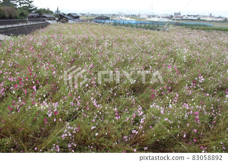 Nara cosmos field 83058892