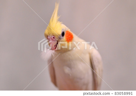 Cockatiel with feathers 83058991