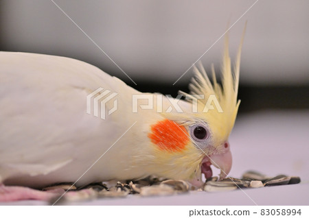 Cockatiel eating sunflower seeds 83058994