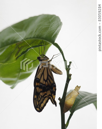 Shooting the emergence of the swallowtail with a white background indoors Shooting the emergence of the swallowtail with a white background indoors 83059284