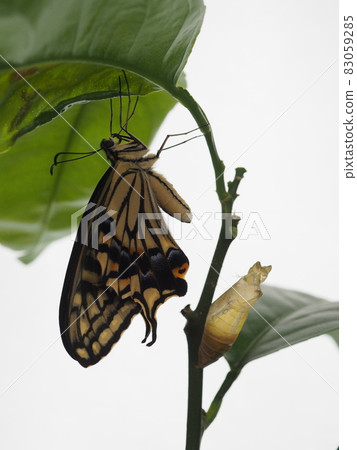 Shooting the emergence of the swallowtail with a white background indoors Shooting the emergence of the swallowtail with a white background indoors 83059285