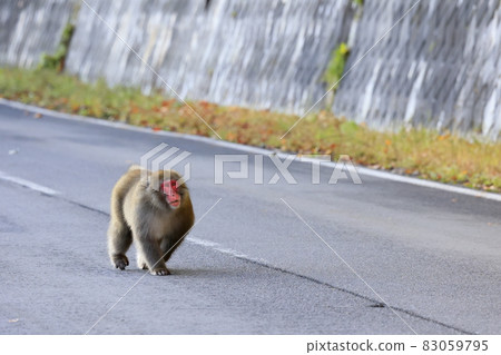 Wild monkey near Shiga Kogen Ichinuma 83059795