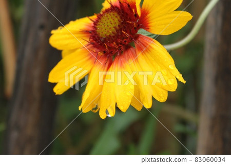 中間有紅色的黃色花 83060034