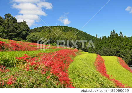 Yoshibi Tanada 和簇孤挺花 83060069