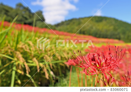 Yoshibi Tanada and cluster amaryllis 83060071