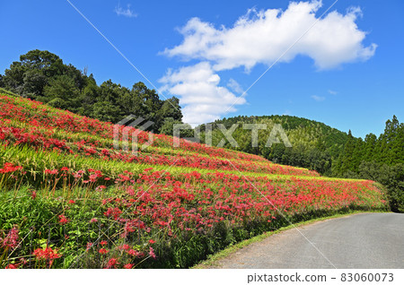 Yoshibi Tanada and cluster amaryllis Yoshibi Tanada and cluster amaryllis 83060073