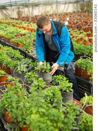 Portrait of man tending and cultivating flowers mint in glasshouse Portrait of man tending and cultivating flowers mint in glasshouse 83060143