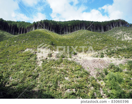 管理森林 83060396