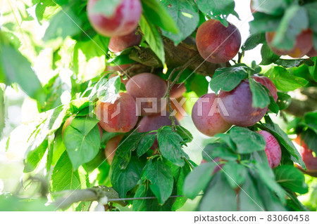 Ripe plums on trees Ripe plums on trees 83060458