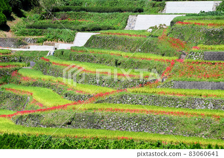 秋天的水稻梯田 83060641
