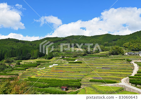 秋天的水稻梯田 秋天的水稻梯田 83060643