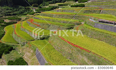 Drone aerial view of Rokuri rice terraces 83060646