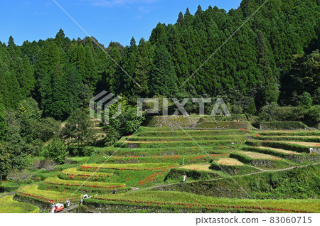 Autumn Tsuzura Rice Terrace Autumn Tsuzura Rice Terrace 83060715
