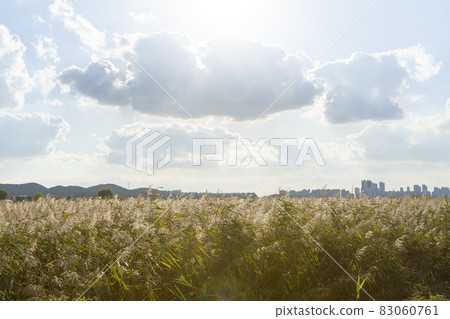 Hojobeol Siheung-si, Gyeonggi-do 83060761