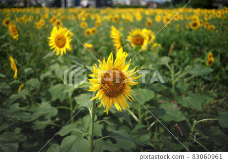 向日葵 向日葵 83060961