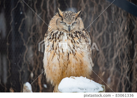 森林鼠尾草貓頭鷹 森林鼠尾草貓頭鷹 83061336