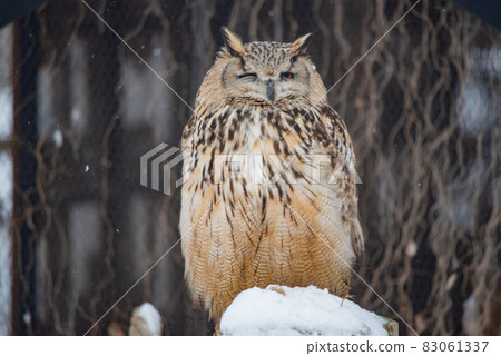 Forest Sage Owl 83061337