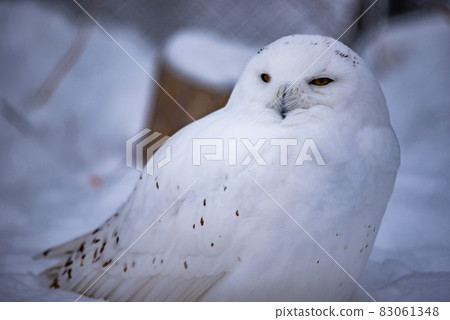 Forest Sage Owl 83061348