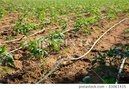 Automatic drip irrigation system for tomato seedlings in a field Automatic drip irrigation system for tomato seedlings in a field 83061435