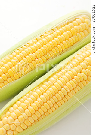 玉米 83061522