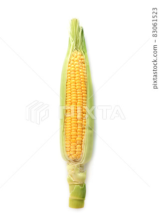 玉米 83061523