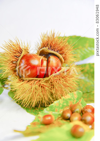 Autumn taste of chestnuts Autumn taste of chestnuts 83061948