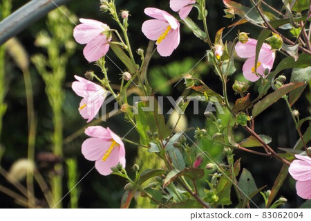 Salt Marsh Mallow Salt Marsh Mallow 83062004