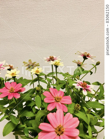 百日草 83062150