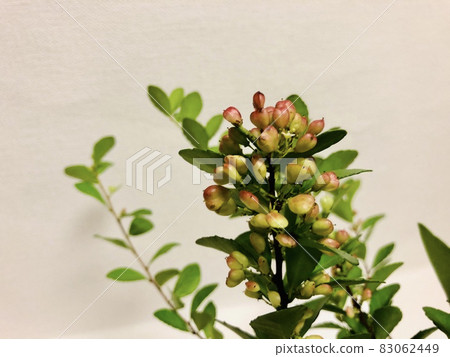 Haritsuru Masaki Heart Tree 83062449