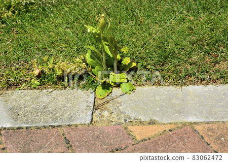 雜草從混凝土縫隙中生長 83062472