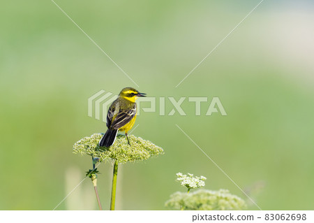 Twitter Yellow Wagtail Natsuha Twitter Yellow Wagtail Natsuha 83062698
