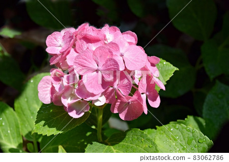 Hydrangea in the garden 2021 Hydrangea in the garden 2021 83062786