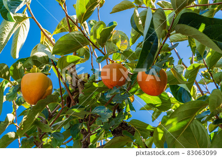 快收穫100個柿子 83063099