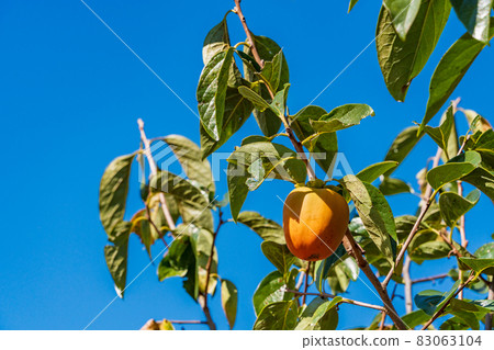 快收穫100個柿子 83063104