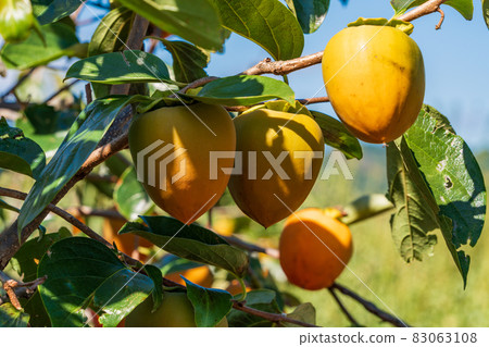 快收穫100個柿子 快收穫100個柿子 83063108