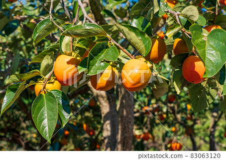 快收穫100個柿子 83063120