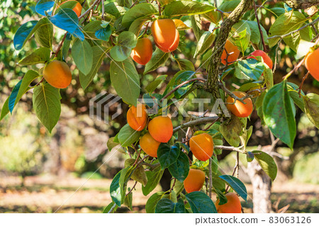 快收穫100個柿子 83063126