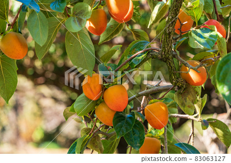 快收穫100個柿子 83063127