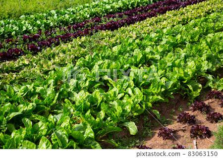 Rows of harvest of spinach on the farm field 83063150