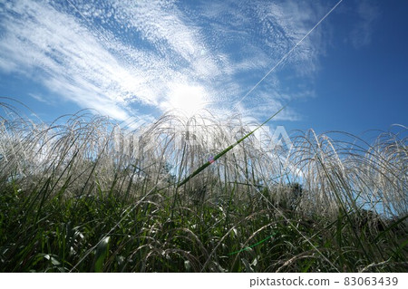 秋天天空中漂浮的鱗片雲和潘帕斯草群落 秋天天空中漂浮的鱗片雲和潘帕斯草群落 83063439