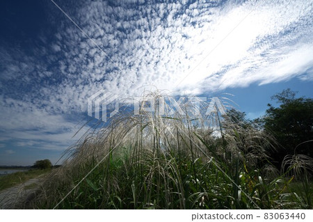 秋天天空中的鱗片雲和潘帕斯草群落 秋天天空中的鱗片雲和潘帕斯草群落 83063440