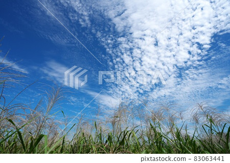 秋天的天空，美麗的鱗片雲和日本蒲葦群落 83063441