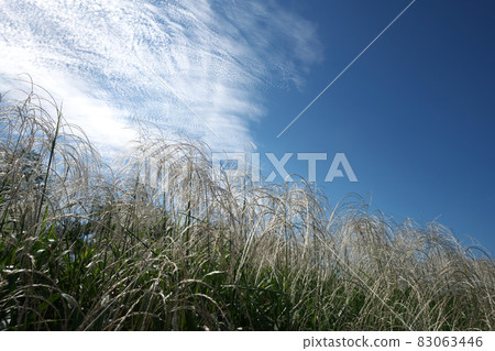 日本蒲葦的耳朵在風中飄揚 鱗片雲美麗的藍天背景 83063446