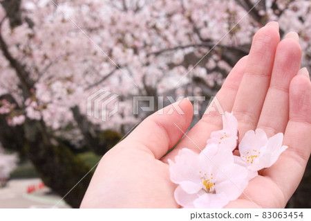 手捧盛開的櫻花花瓣 83063454