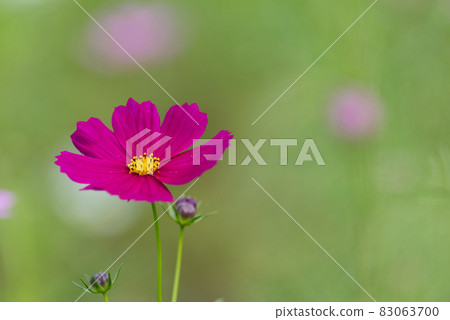 Sign of autumn Cosmos field Sign of autumn Cosmos field 83063700