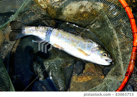 在流程安置的美麗的虹鱒 83063753