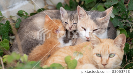 貓父母和孩子 83063758