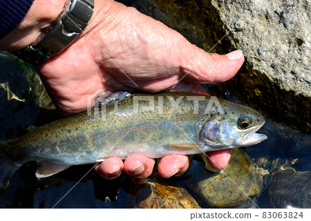 山間溪流捕魚捕獲的美麗虹鱒魚 83063824
