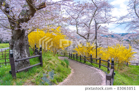Funaoka Castle Ruins Park Sakurazaka (Shibata Town, Miyagi Prefecture) 83063851