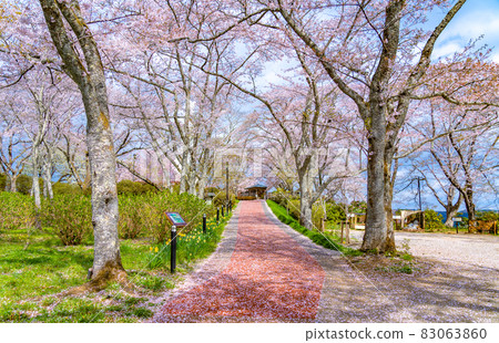 Funaoka Castle Ruins Park Road to Funaoka Heiwa Kannon (Shibata Town, Miyagi Prefecture) 83063860
